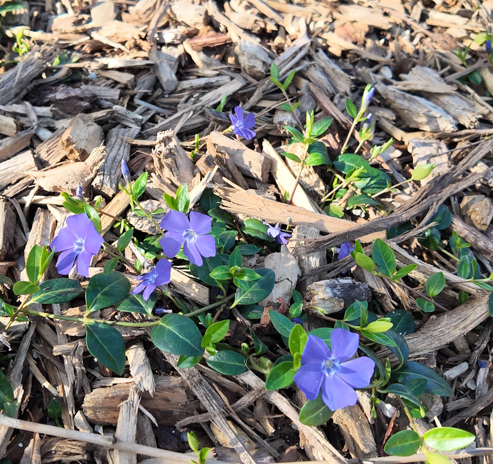 Flores en el parque Val de Grâce