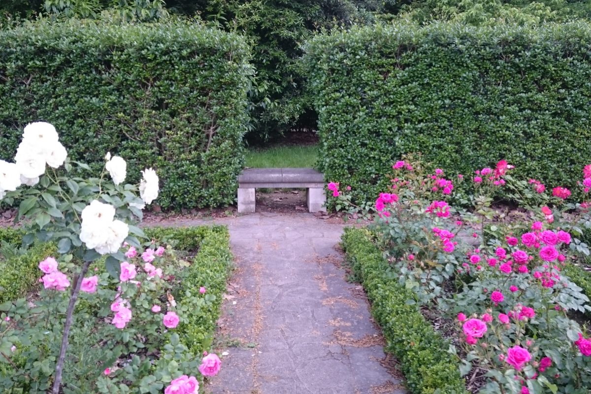 Rose garden