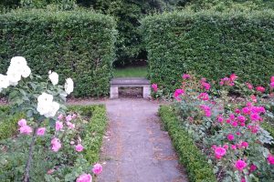 Rose garden
