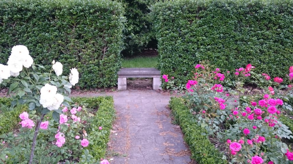 Rose garden