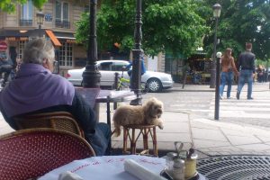 dog at cafe