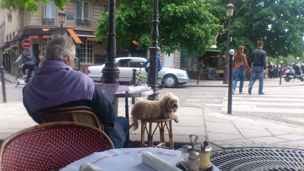 dog at cafe