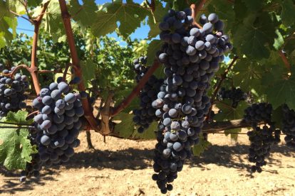 grapes