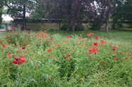 poppies in Bois de Vincennes