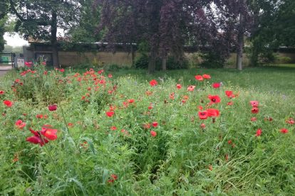 poppies in Bois de Vincennes