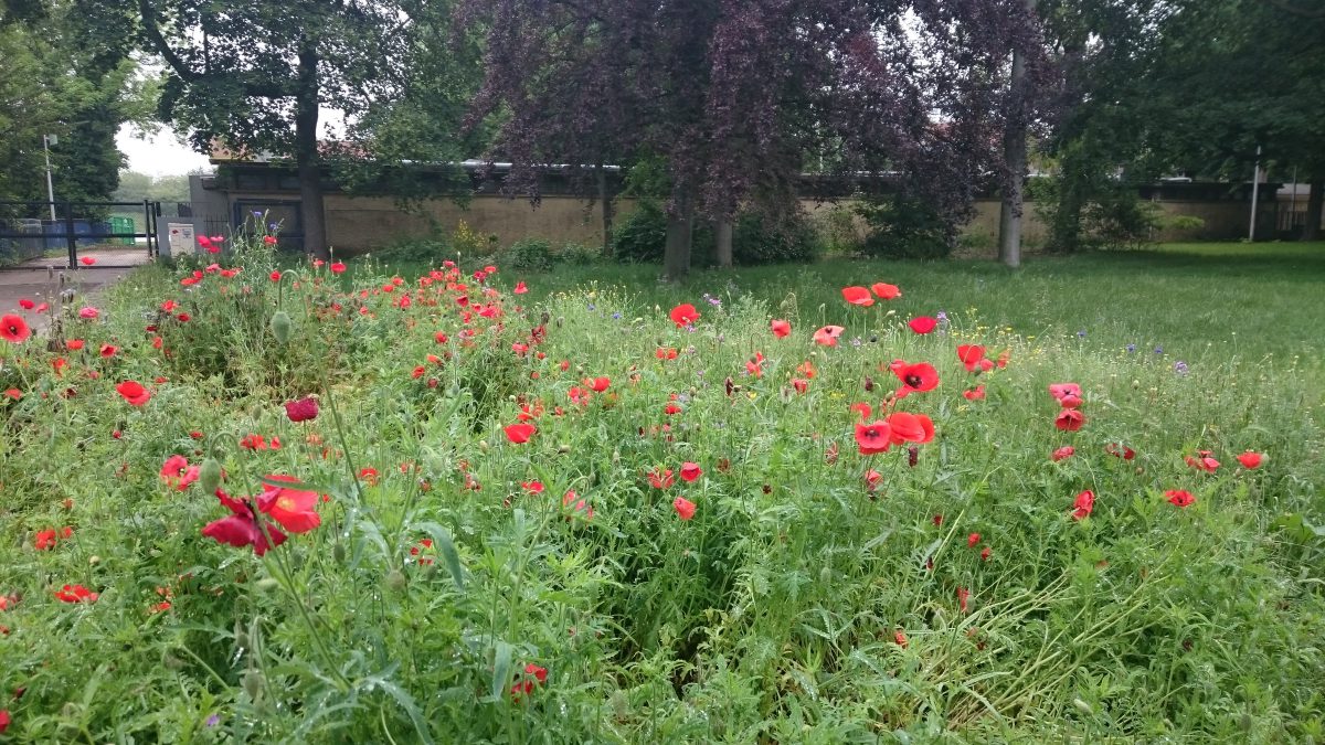 poppies in Bois de Vincennes