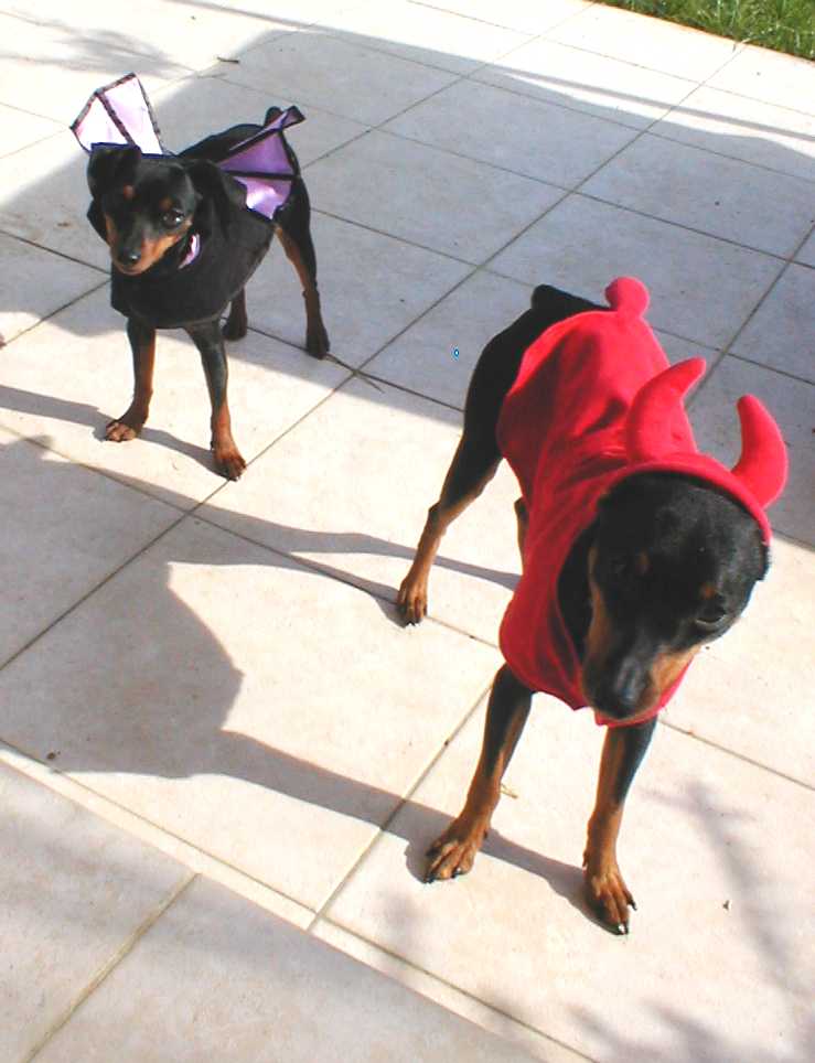 Halloween dogs