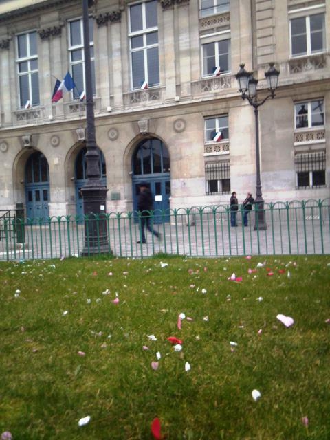 flower petals on ground