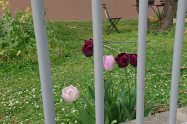 tulips behind bars