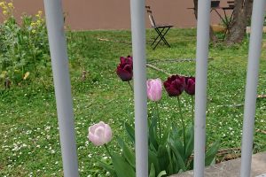 tulips behind bars