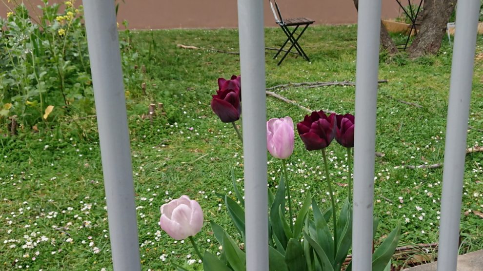 tulips behind bars