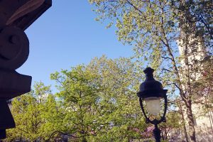 Spring trees Paris