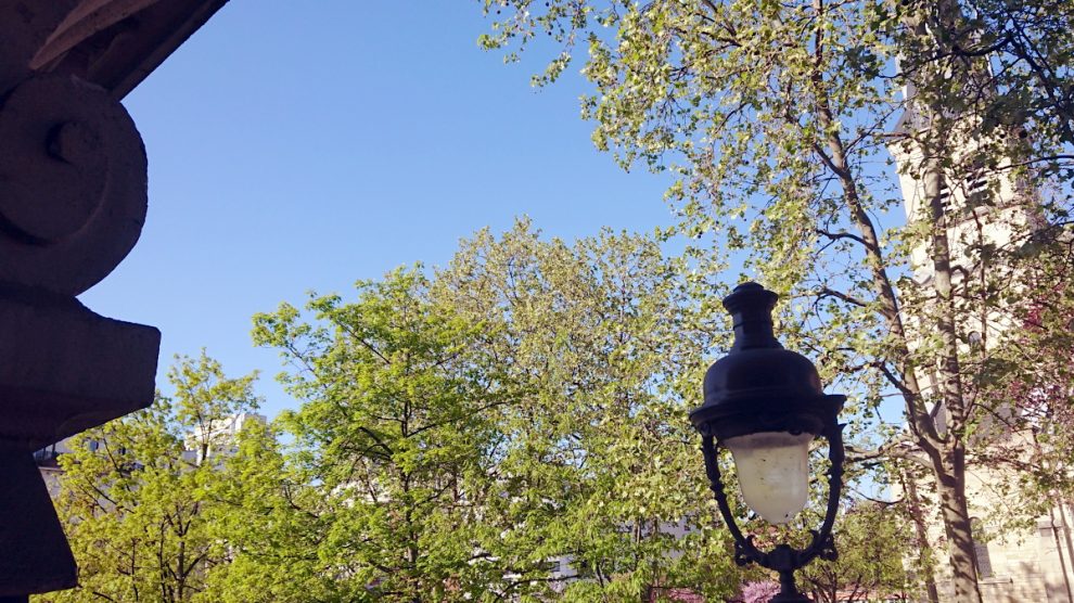 Spring trees Paris