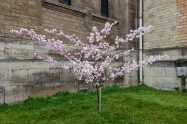 flowering tree