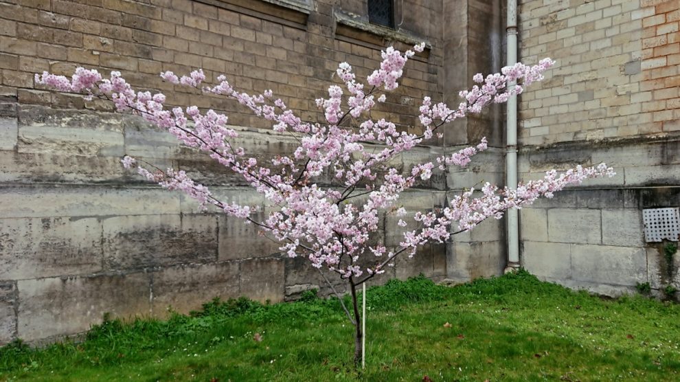 flowering tree