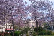 paoulowinas in bloom