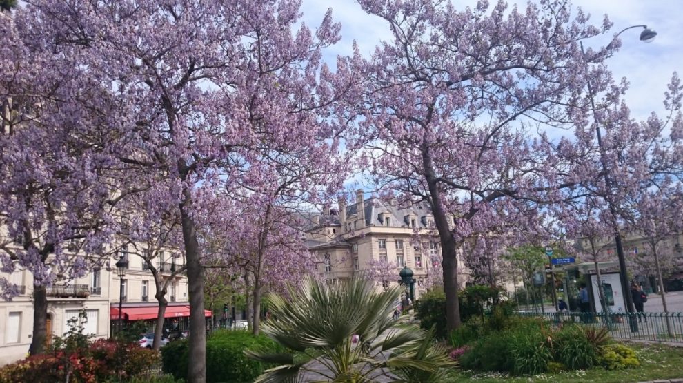 paoulowinas in bloom
