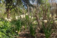 daffodils