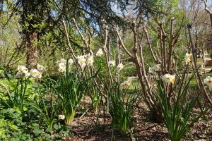 daffodils
