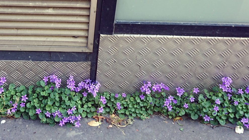 flowers in sidewalk crack