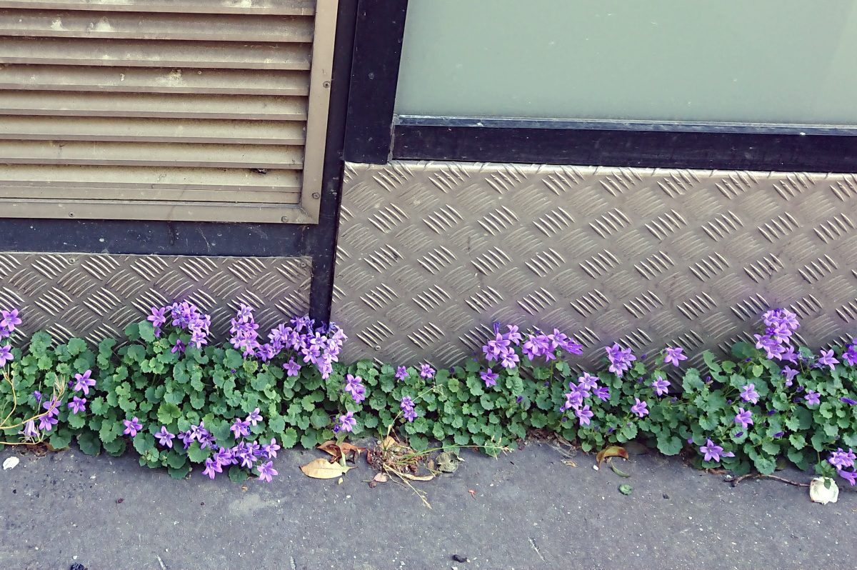 flowers in sidewalk crack