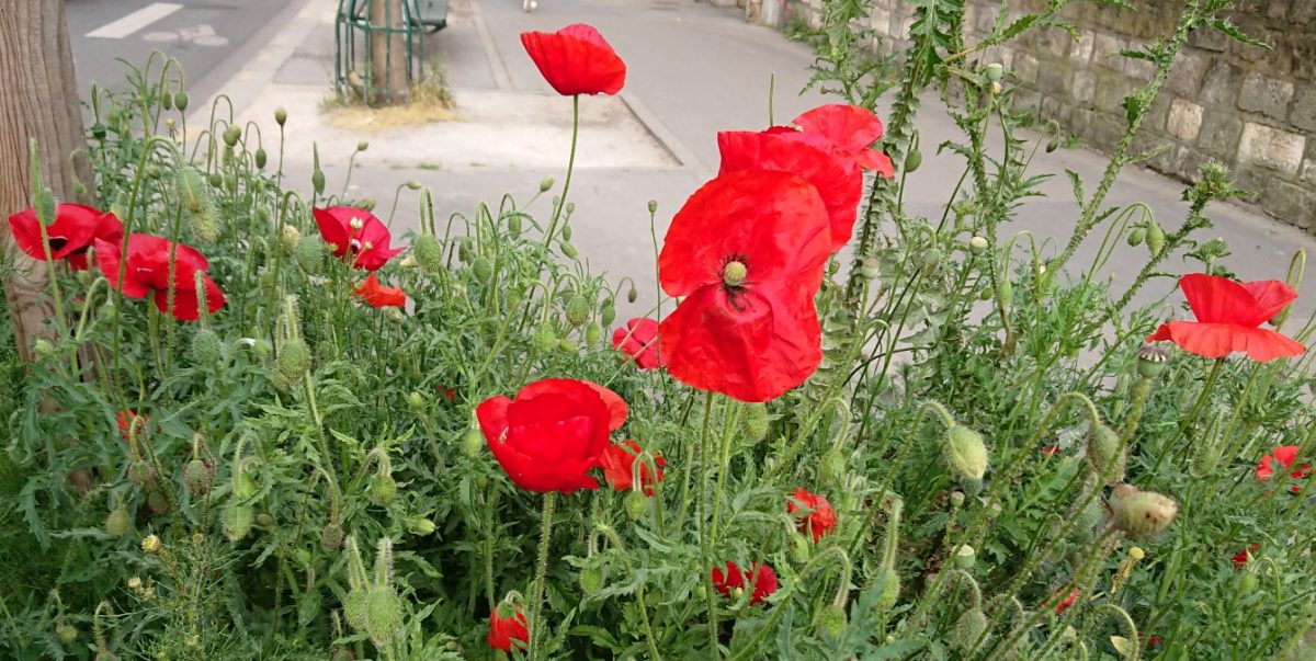 poppies
