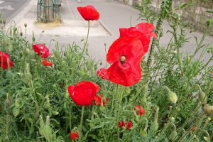 poppies