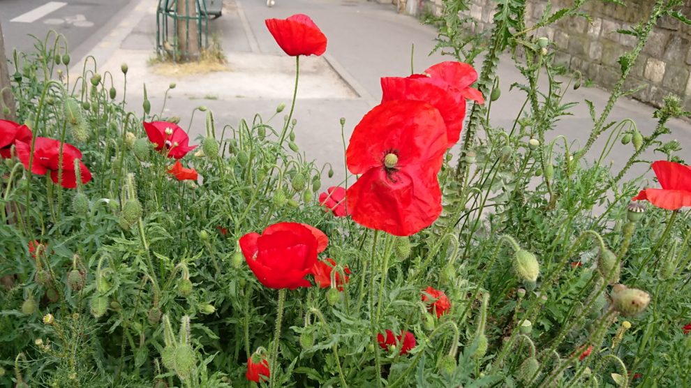 poppies