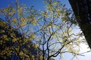 tree in spring