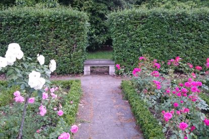 rose bushes