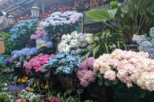 flower market hydrangeas