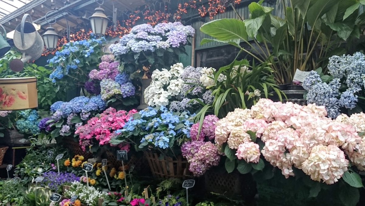 flower market hydrangeas