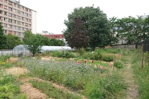 Flower farm