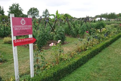 tomato conservatory