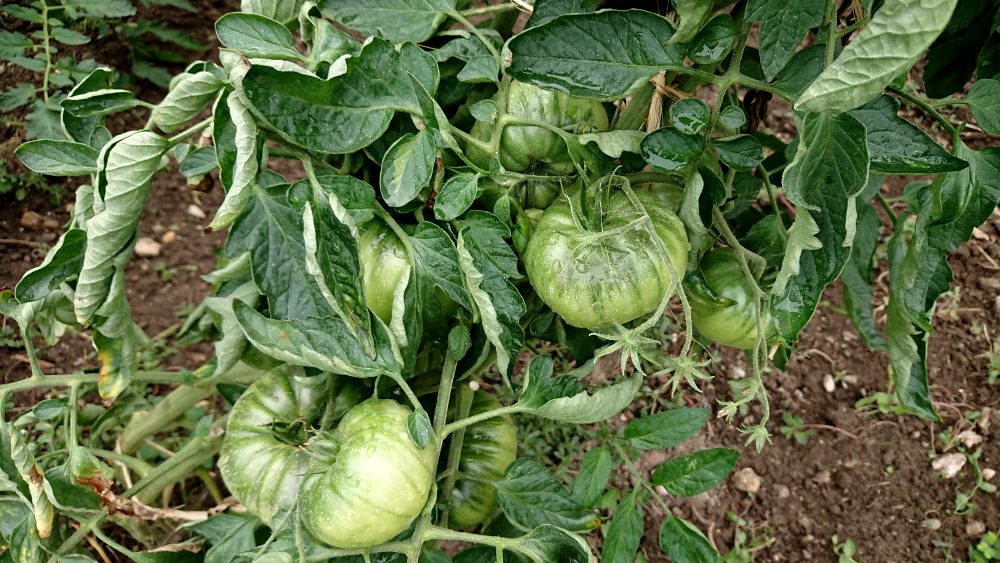 tomato plant