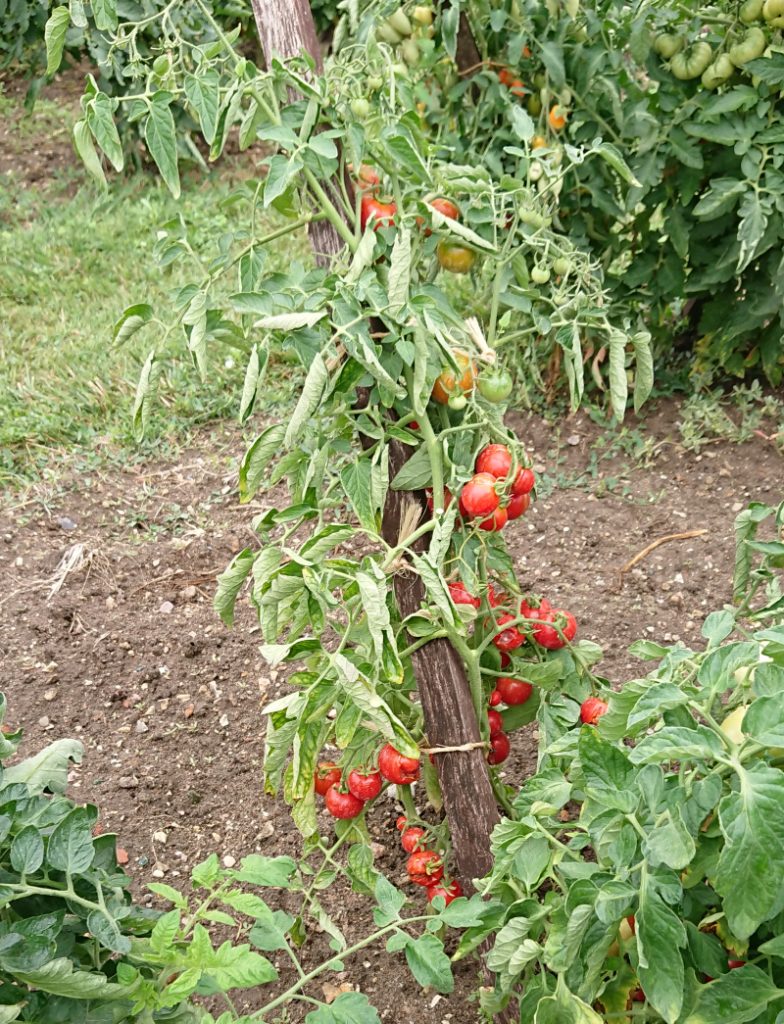 tomato plant