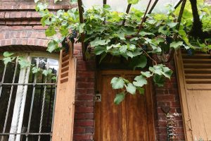 grape vines over doorway