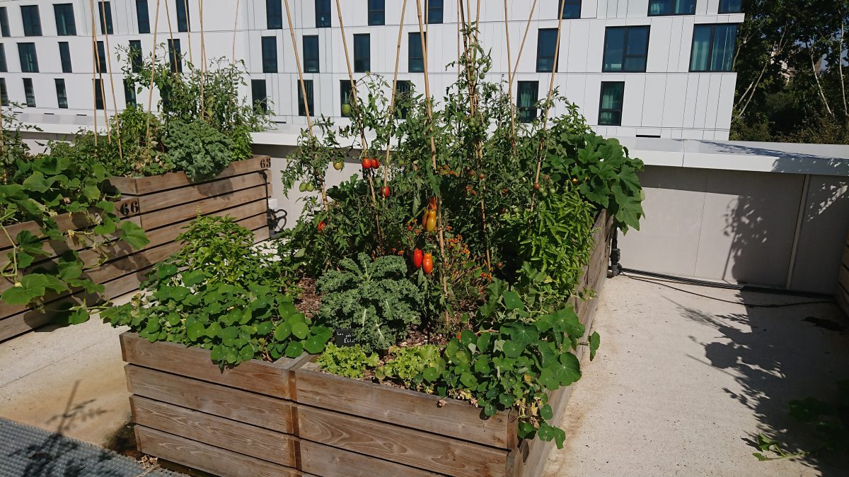garden in raised beds