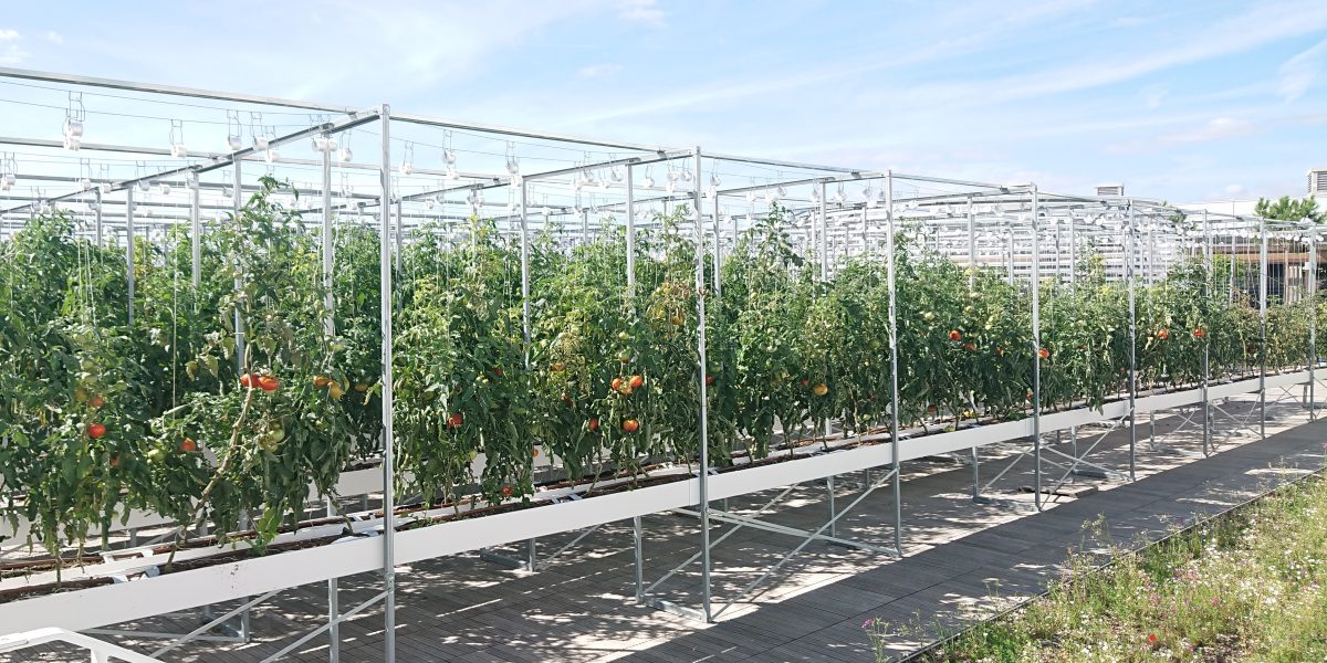 Nature Urbaine's rooftop tomato "fields" 