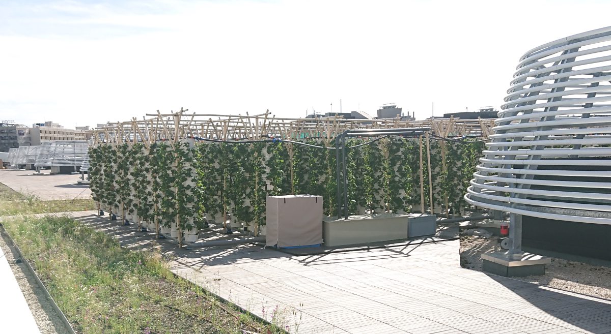 Aeroponic plantations at Nature Urbaine
