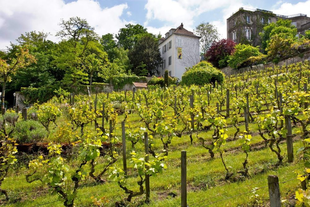Montmartre Vineyard