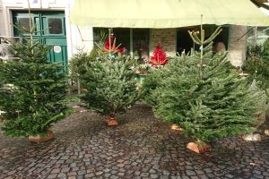 Paris Christmas trees