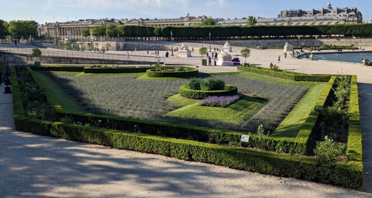 Newly re-planted lavender and roses 