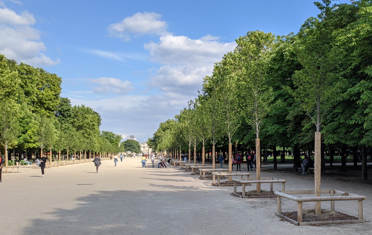  rows of new elm trees in the Grande Allée.