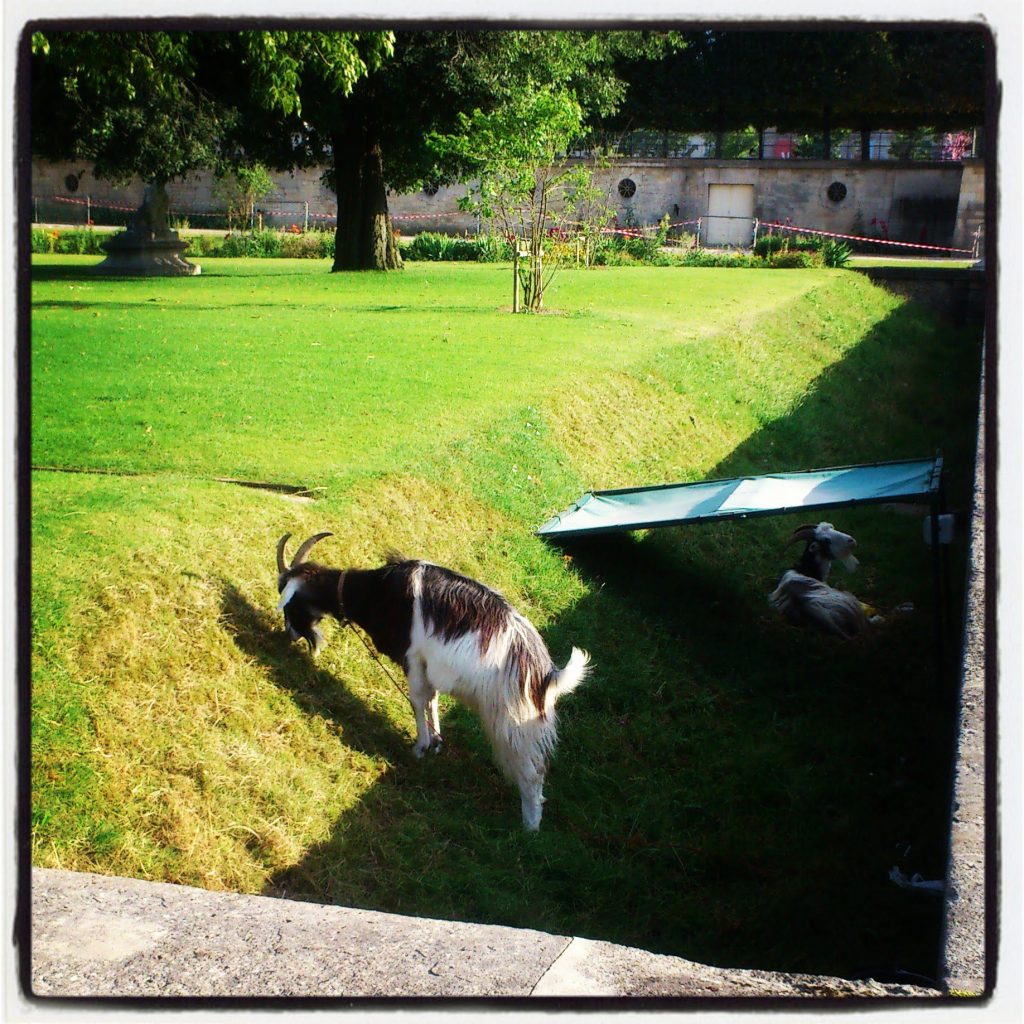 goats in Tuileries