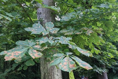 diseased leaves