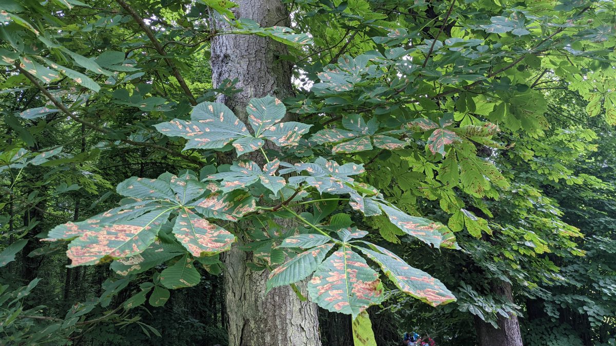diseased leaves