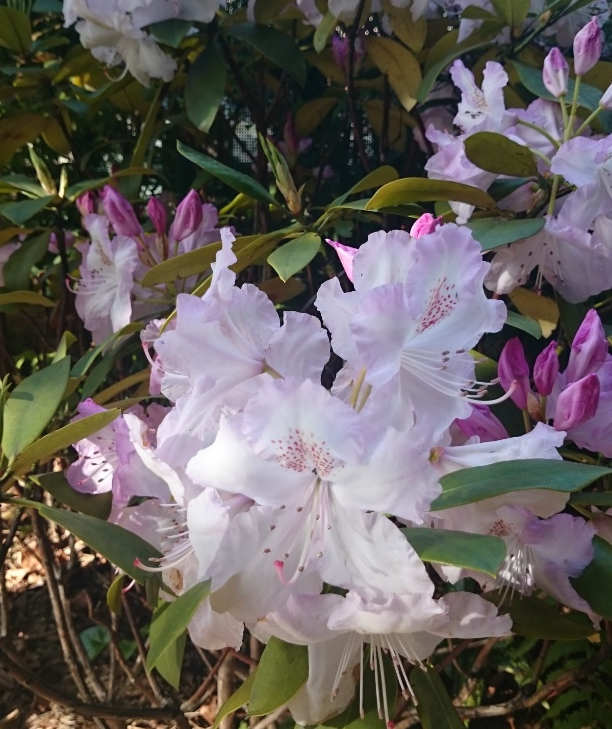 Azaleas