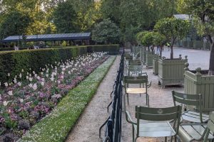 Luxembourg Tulips