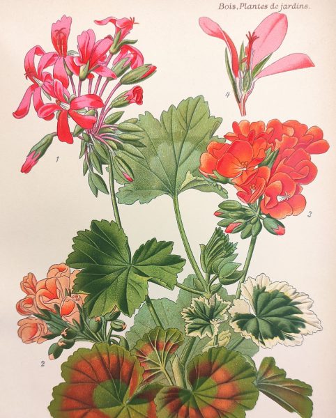 Geraniums